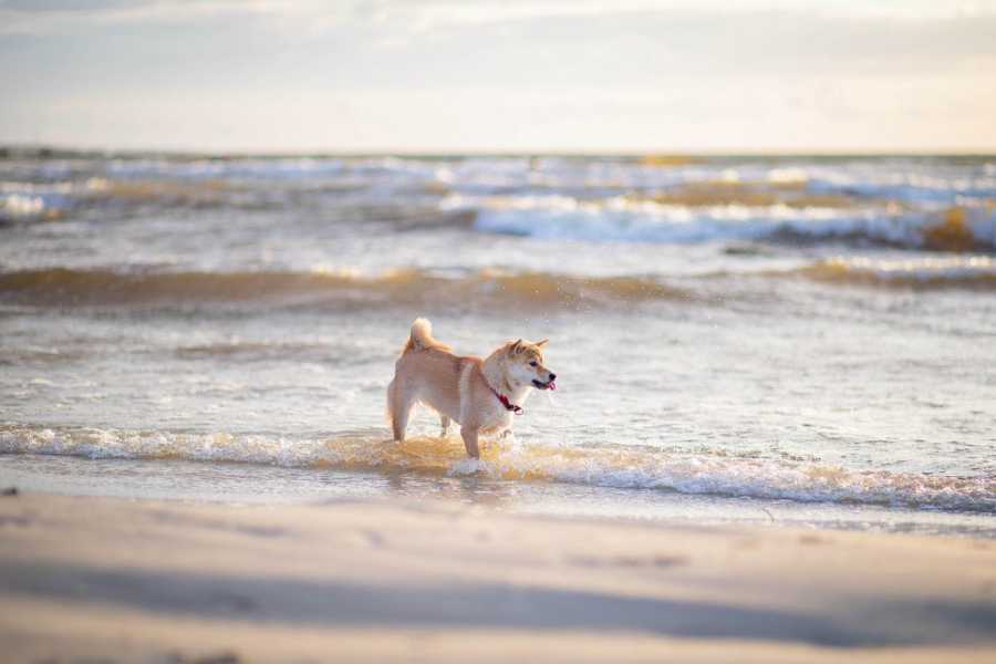 イタリアの犬と一緒に行くのに最適なビーチ