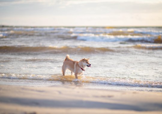 イタリアの犬と一緒に行くのに最適なビーチ